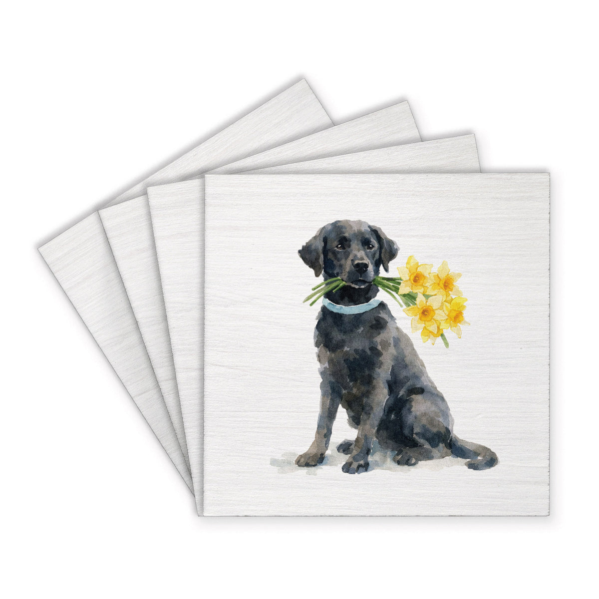Black Lab Daffodil Coaster Set